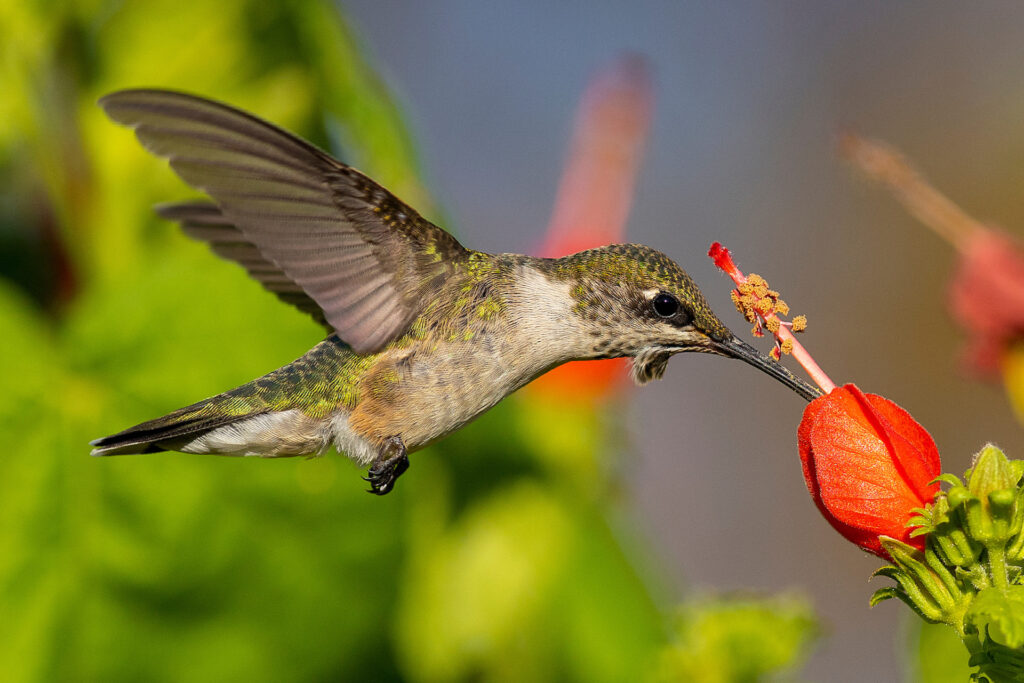 Hummingbird drinks from flower.