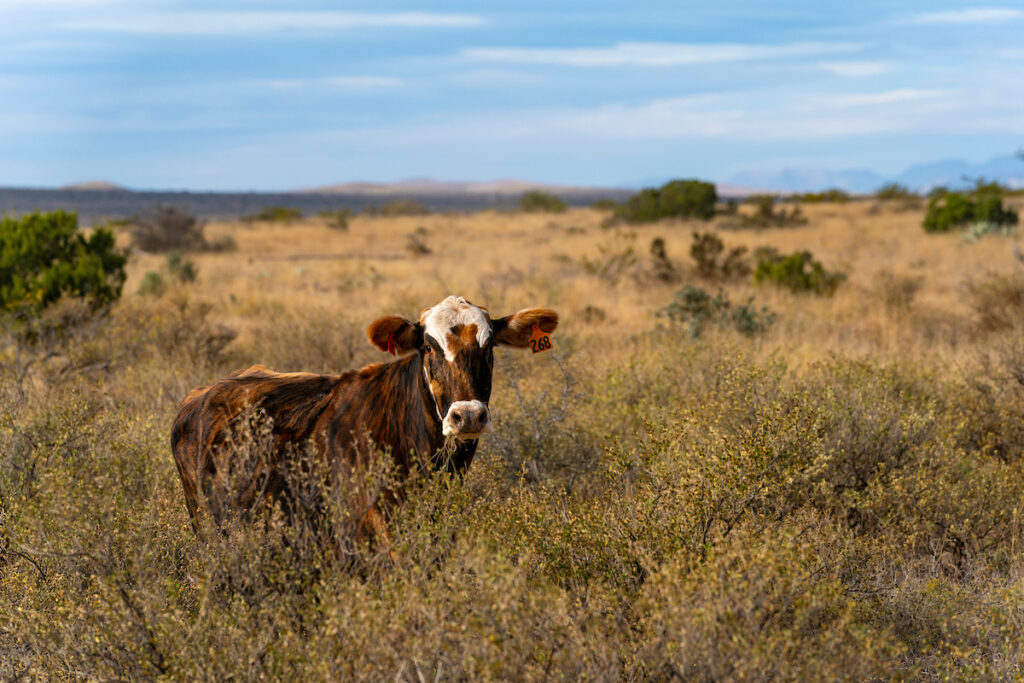 A brown cow stands in a shrubby range area.