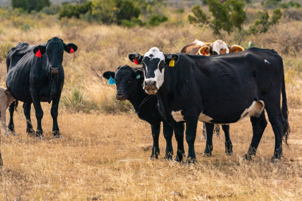 Four cows stand close together. Cattle are among the herbivores that are susceptible to anthrax.