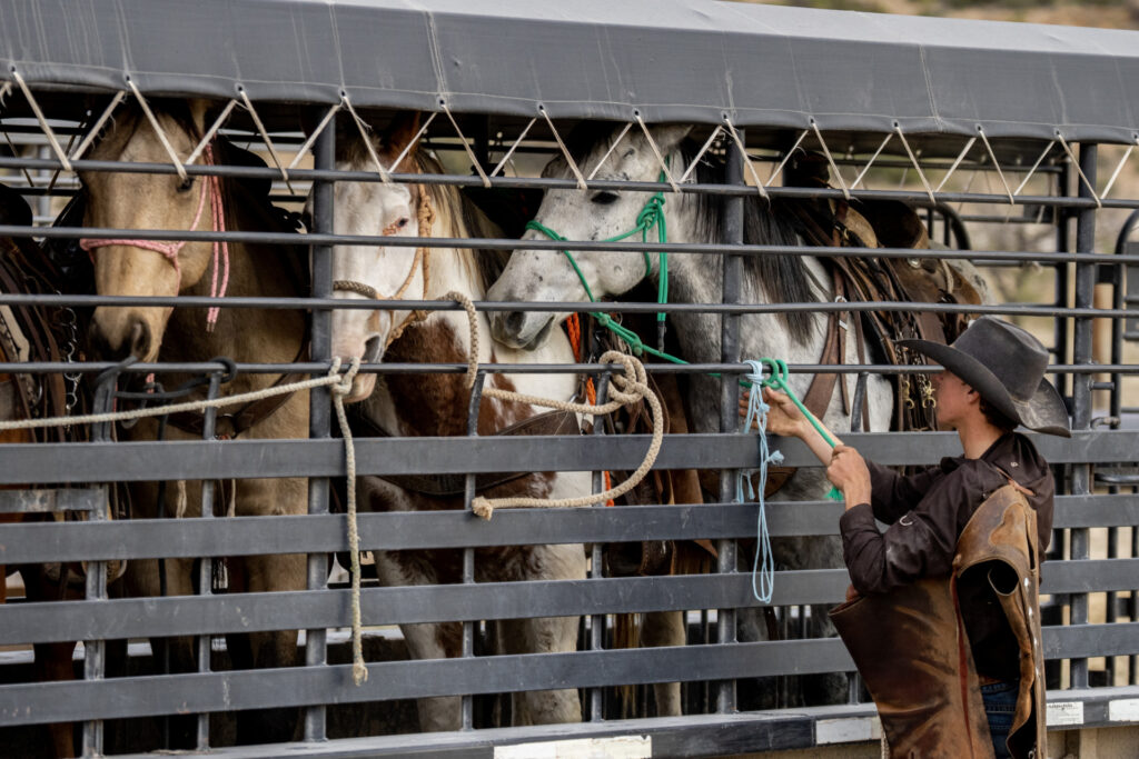 Individual prepares horses for transport in a trailer