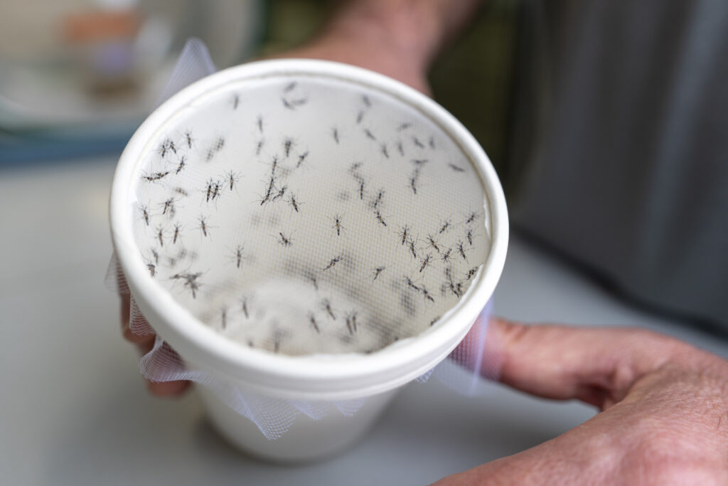 A researcher displays a cup of mosquitoes that is used in research. 