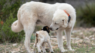 A white livestock guardian dog, LGD, turns to look at a small kid goat in his charge. They look to be nose to nose.