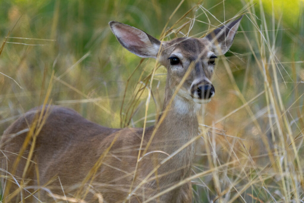 A whitetail deer hides in tall grass. Deer are among the herbivores that are susceptible to anthrax.