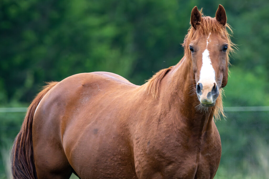 A chestnut horse stands in a field. Horses are among the herbivores that are susceptible to anthrax.