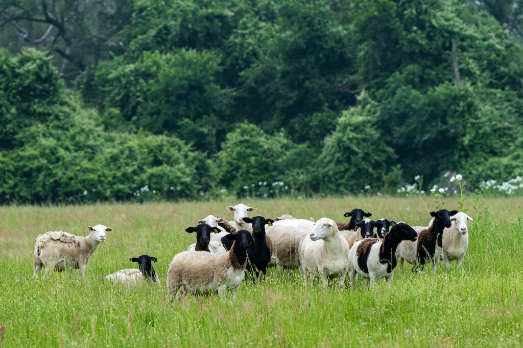 A herd of sheep stand in a green field.