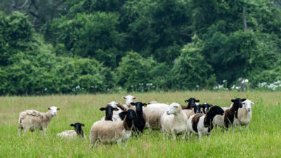 A herd of sheep stand in a green field.