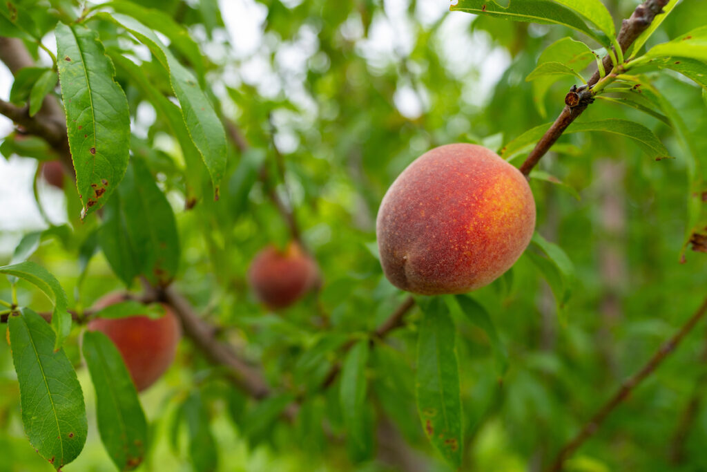 Three peaches growing on a tree. They are orange and yellow.