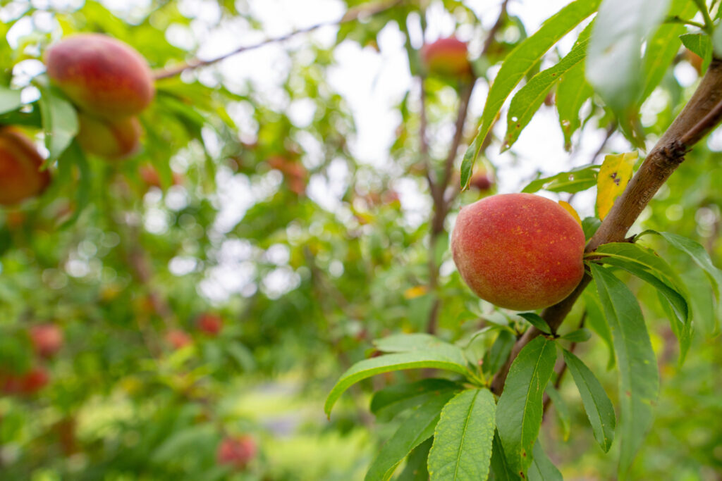 Ripening peaches on a group of trees. 