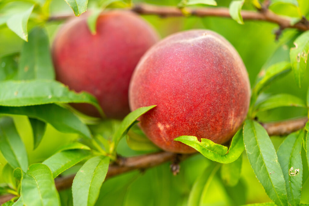 A pair of peaches on the vine