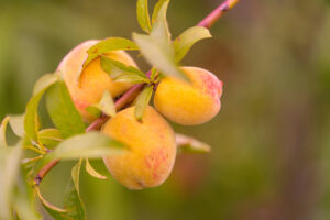 Peaches on a vine