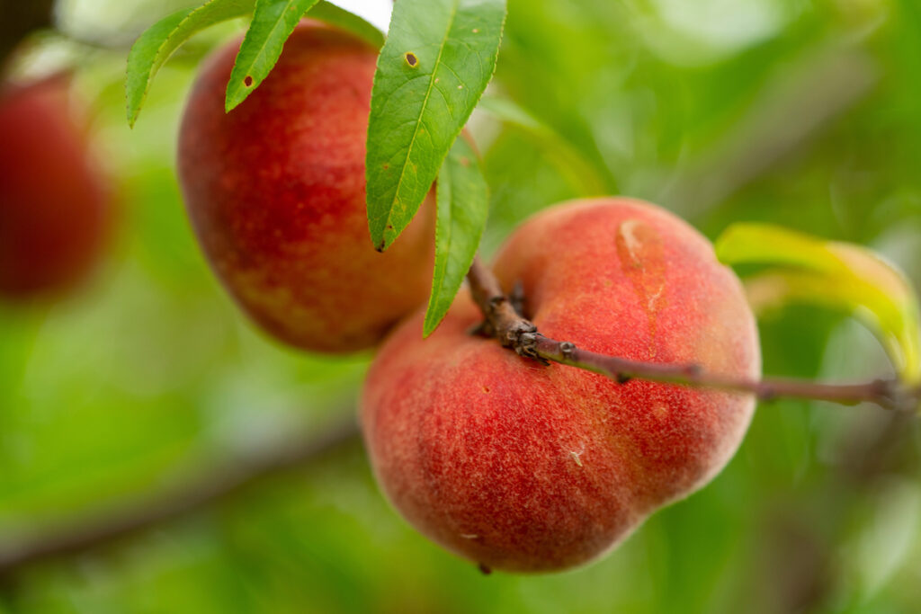 Ripe peaches on a tree branch.