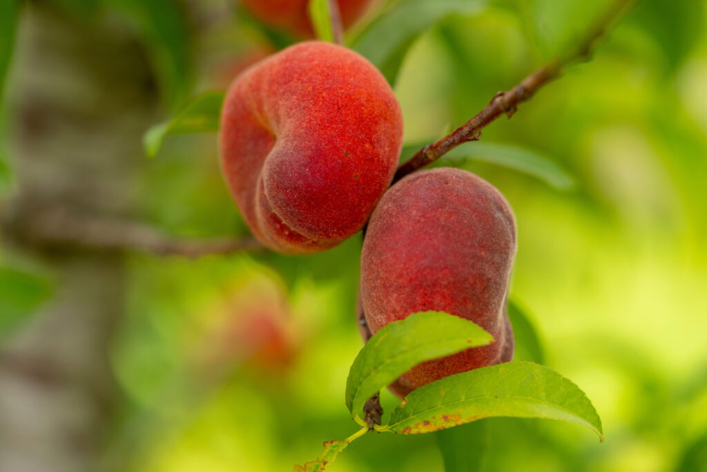 Two peaches on a vine