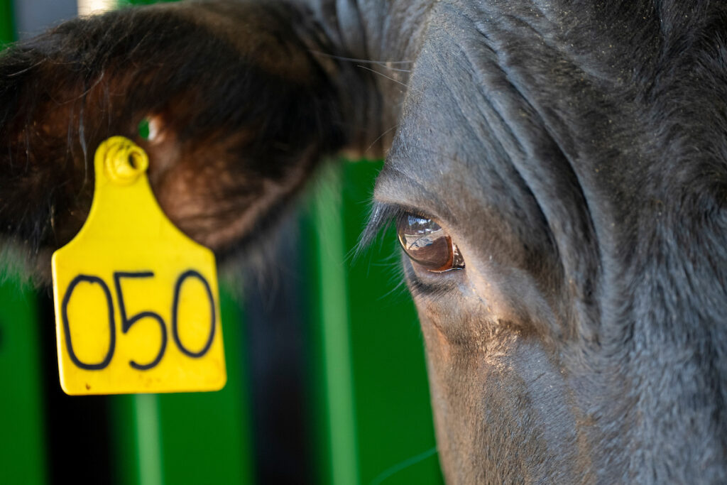 Una vaca de carne con una etiqueta amarilla en la oreja.  Es un primer plano donde solo se ve alrededor de 1/4 de la cabeza del animal.