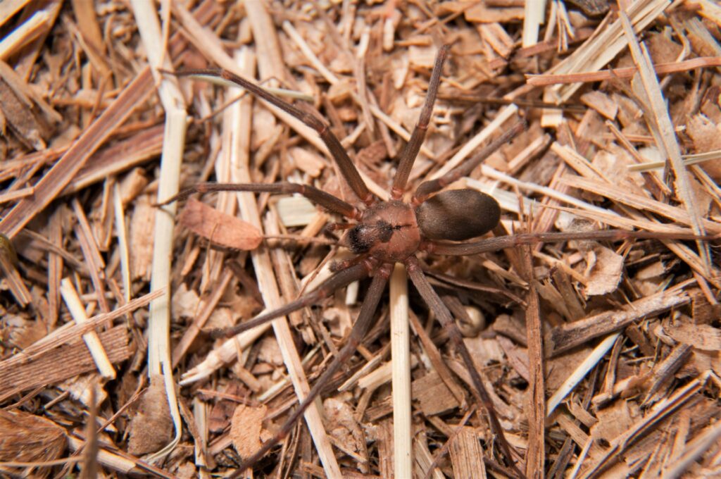 a brown recluse spider in a bed of straw