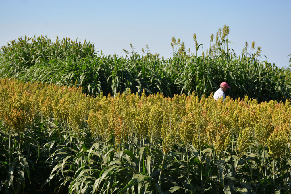 a field of varying sizes and colors of forage sorghums with a producer in a red hat dwarfed by some varieties.