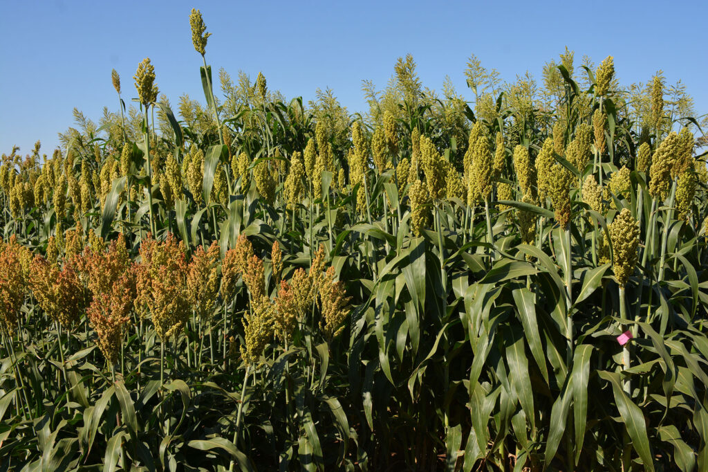 varying sizes and colors of forage sorghum