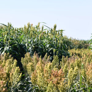 Considerations for picking a forage sorghum hybrid