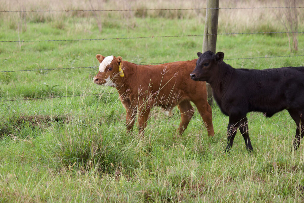 a white-faced red calf and black calf graze on some green grass in a pasture