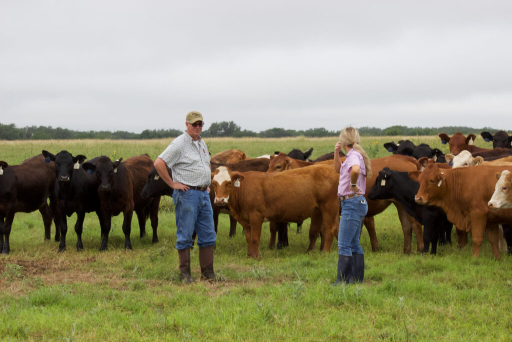 A man and woman stand in a grass pasture surrounded by black and red cattle.