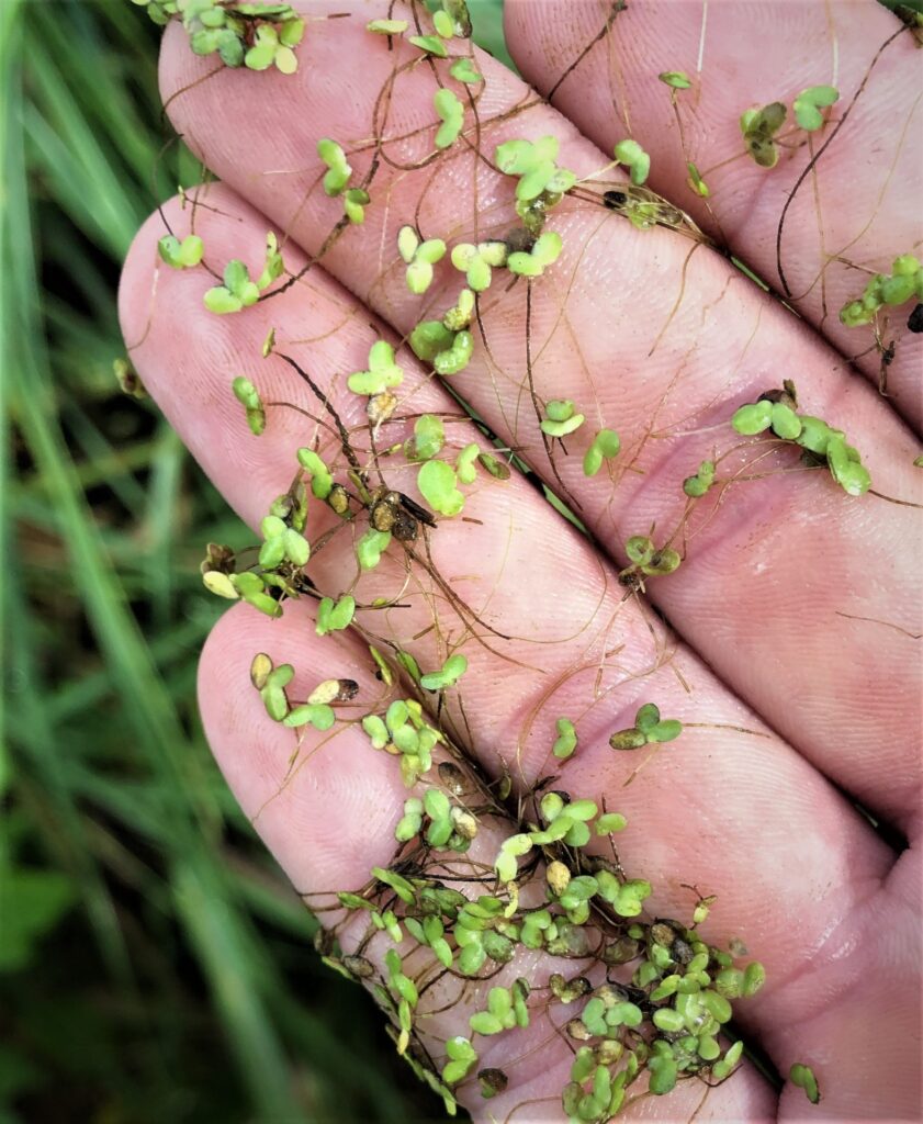 Tiny leaves of duckweed, a common aquatic plant, are in an open hand