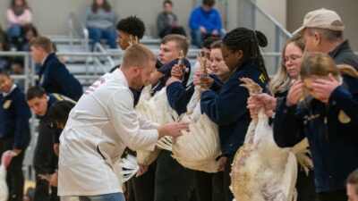 Jacob Price inspects turkeys at a poultry show contest.