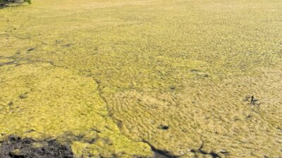 A huge yellow algae bloom covers a large pond