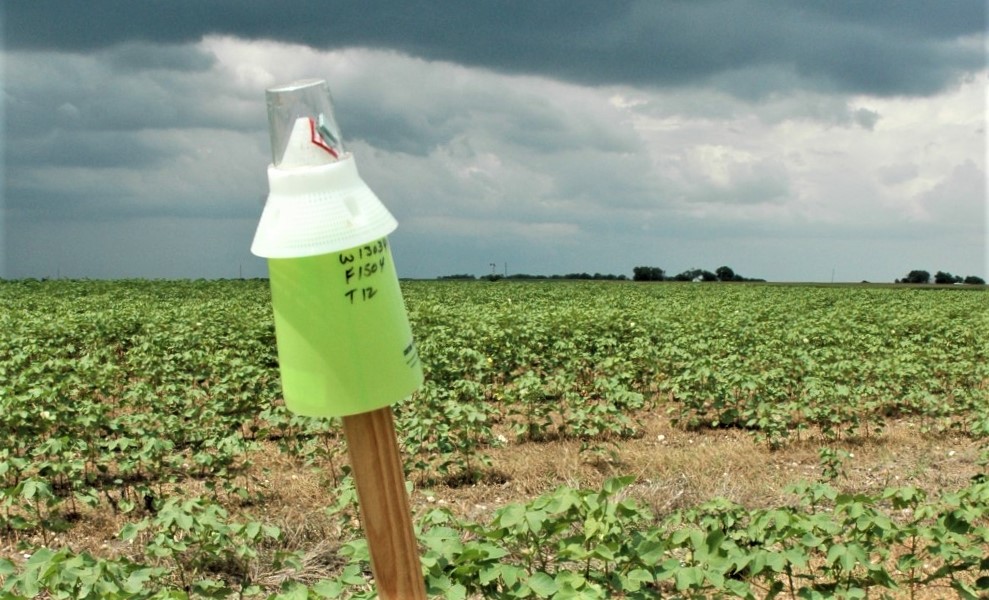 A boll weevil pheromone trap in a cotton field.