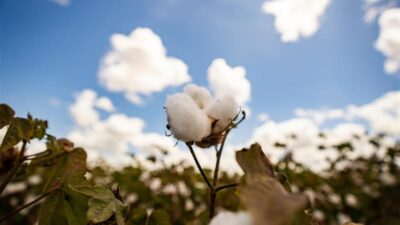 Cotton growing in a field
