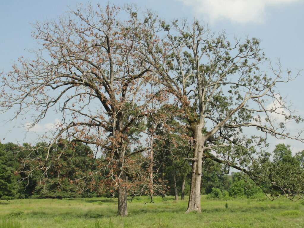 Dos árboles Post Oak que fueron dañados por la congelación histórica de 2021 en Texas.  Los robles necesitan cuidado de los árboles.  Tienen hojas marrones y muestran signos evidentes de daño, especialmente en contraste con los frondosos árboles verdes detrás de ellos y la hierba verde.
