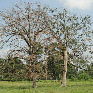 Tree care and replacement program set June 11 in Tyler