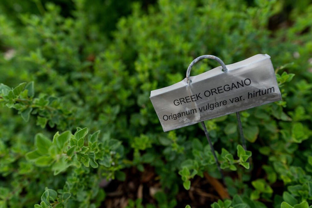 A patch of Greek oregano plants in an herb garden. Texas A&M AgriLife photo by Laura McKenzie