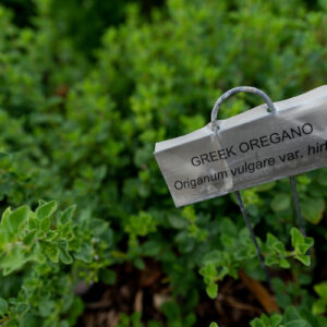 Herb garden program set for June 24 in Georgetown