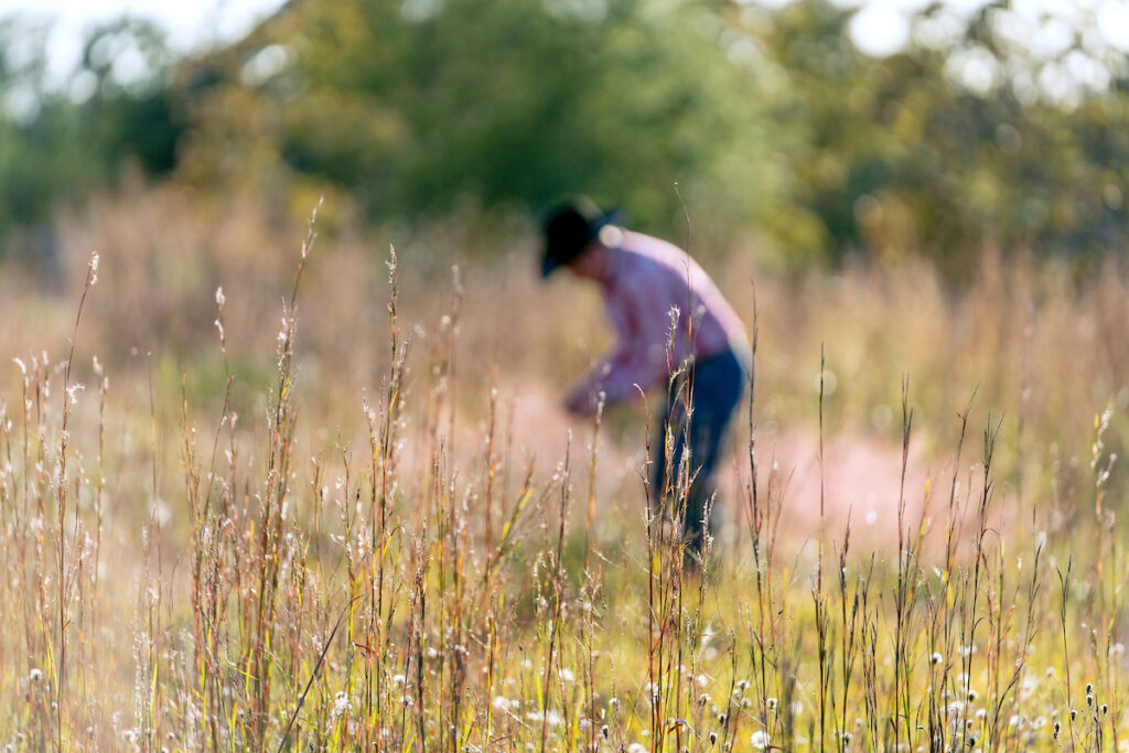 Un ranchero examina lo que está creciendo en su rancho.  Viste jeans y un sombrero negro y está en el fondo.  El primer plano son plantas altas parecidas a granos.  La gestión de los pastizales incluye la comprensión de las especies nativas e invasoras de plantas y animales.