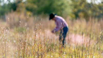 A rancher examines what is growing in his rangeland. He wears jeans and a black hat and is in the background. The foreground is tall grain-like plants.