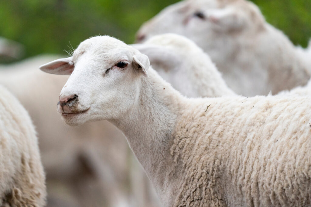 Una oveja en un prado mira a la izquierda.  Es un tiro ajustado.  Otras dos ovejas están detrás de ella/
