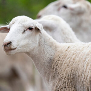 Sheep and Goat Expo set Aug. 18-19 in San Angelo, registration now open