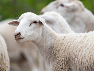 A sheep in a meadow looks to the left. It is a tight shot. Two other sheep are behind her/