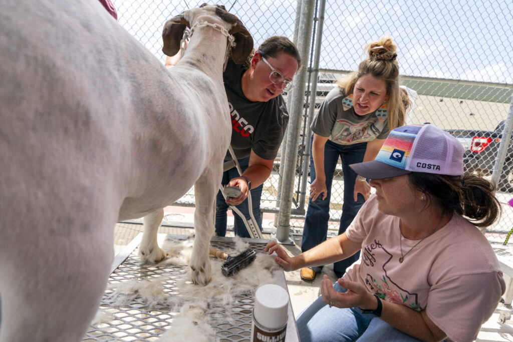 Three women are shearing a sheep during one of the continuing agricultural education classes 