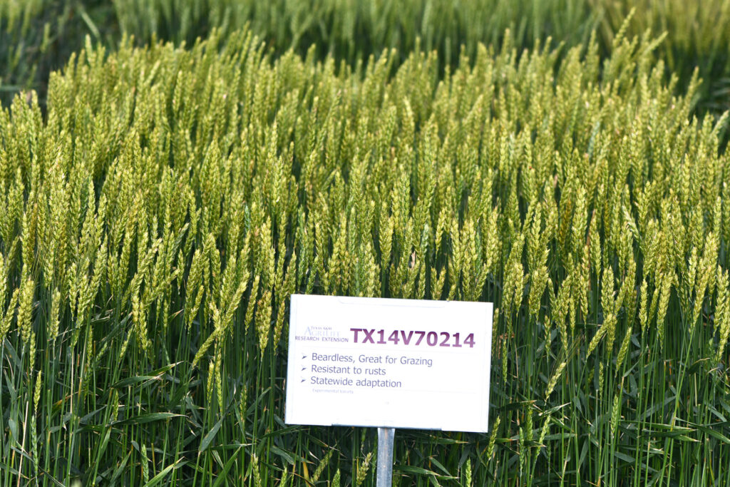 Una parcela de trigo verde brillante que no tiene aristas.  El trigo imberbe tiene un cartel delante con el número TX14V70214 y una descripción característica.