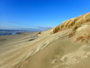 A golden brown sand dune along a beach. 