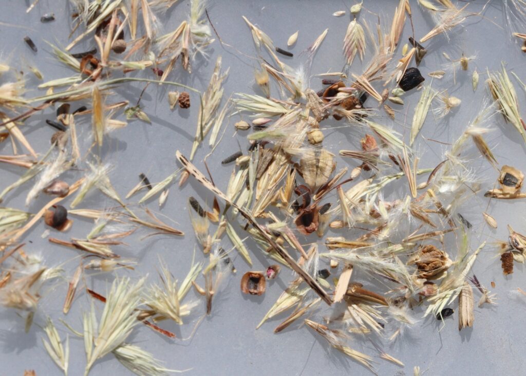 A mixture of native grass seeds lay against a gray surface. 
