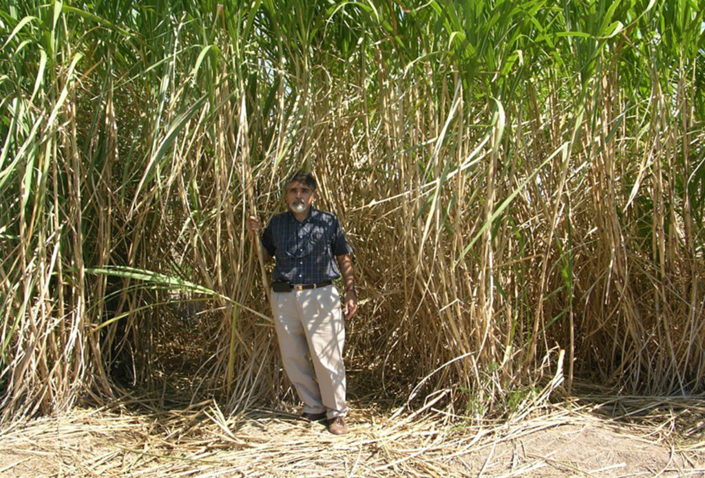 a man stands in the shadow of large energy cane plants that are a part of a cropping system