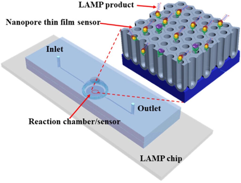 An abstract diagram showing the basic configuration of the LAMP reaction chamber and nanopore film sensor containing immobilized LAMP products. The new sensor chip advances rapid, cost-effective disease diagnostics