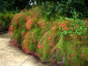 A firecracker plant with bushy green foliage and bursts of orange-red, red and coral blooms. 