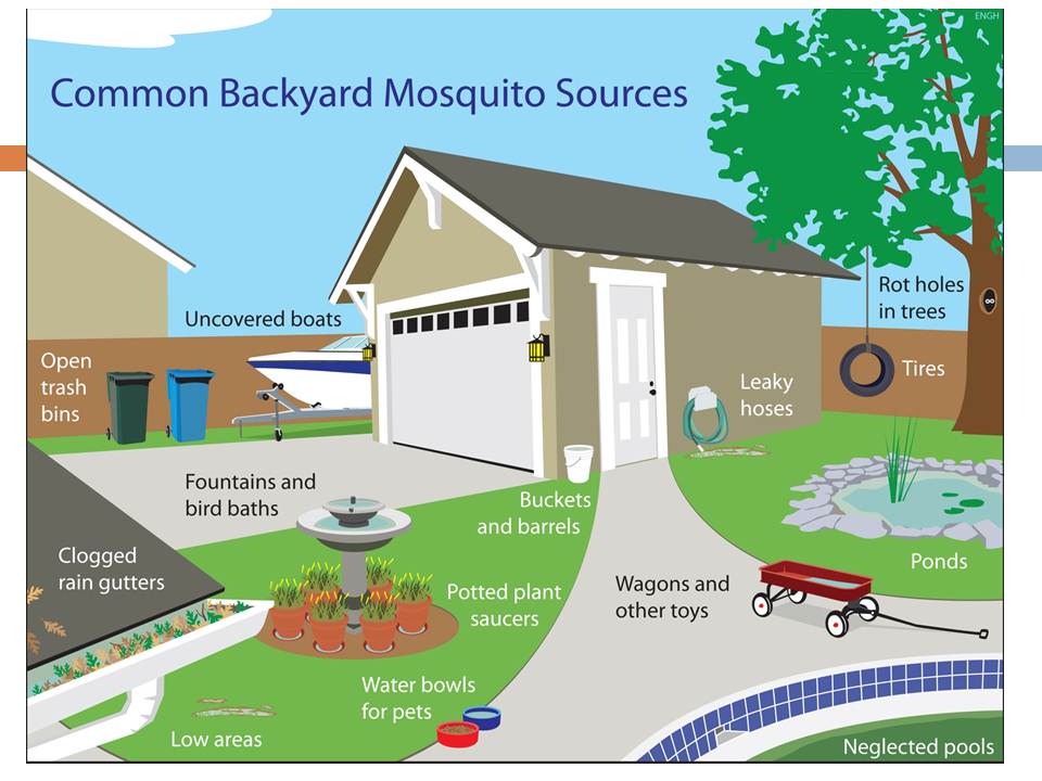 Graphic of backyard showing common mosquito sources