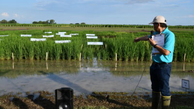 Stanley Omar Samonte, Ph.D., Texas A&M AgriLife Research rice breeder, showing rice research at a past Beaumont Field Day.