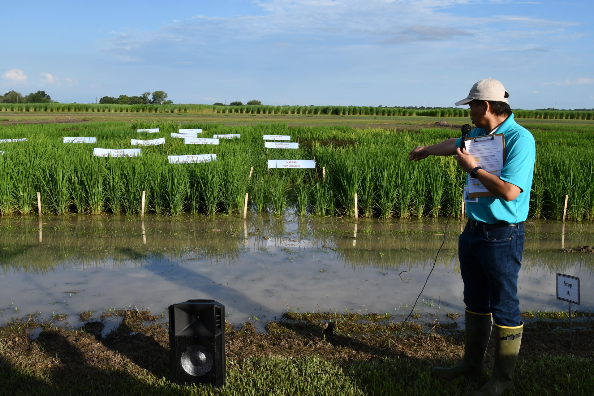 Annual rice field day set for July 13 in Beaumont AgriLife Today