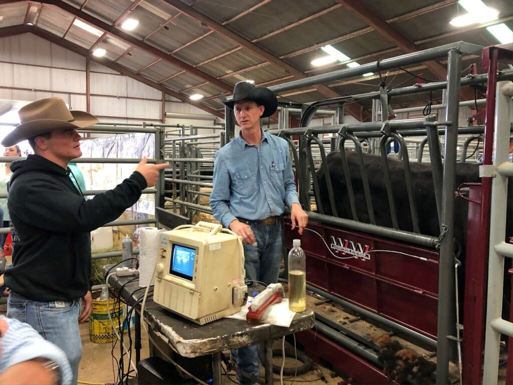 Two men stand beside a cattle chute while a black steer stands inside. An ultrasound machine sits on a table. The steer is being given an ultrasound of its ribeye area.