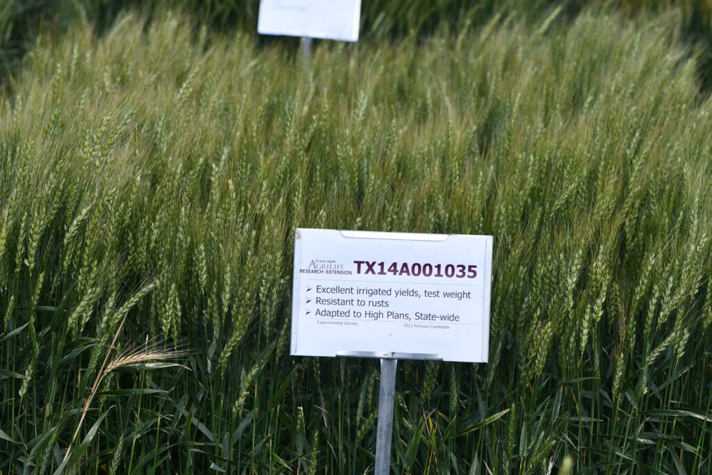 trigo verde creciendo en un campo con un letrero al frente que dice TX14A001035 y una descripción de las características de ese trigo