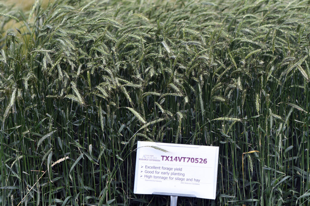 a dark green field of triticale with a sign in front of it that has TX14VT70526 and a characteristic description below that.